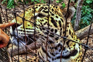 Belize Jaguar