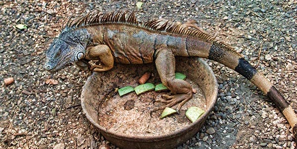 Bamboo Chicken