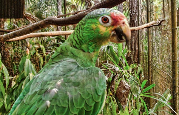 Red Lored Parrot