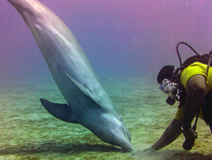 Dolphin Underwater