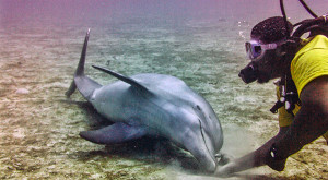 Scuba Diving with Dolphins