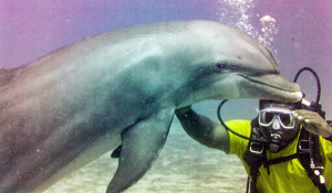 Roatan Dolphins