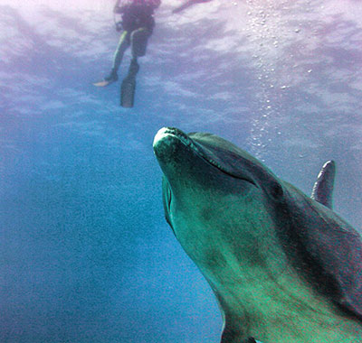 Roatan Scuba Diving