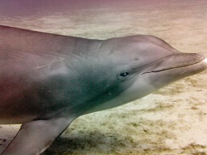 Dolphin Portrait