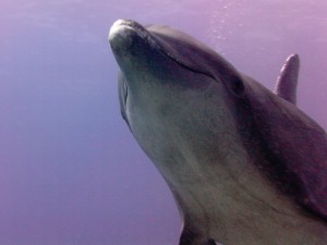 Dolphin Portrait