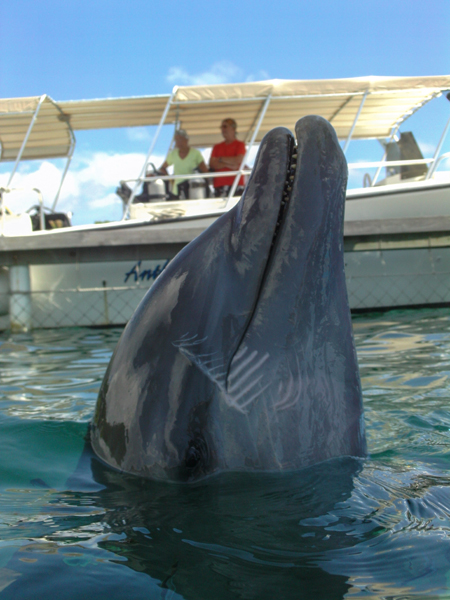 Dolphin - Roatan, Honduras