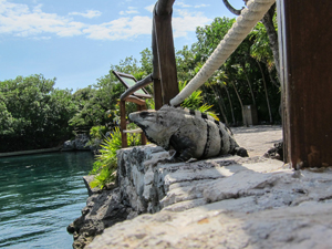 Sunbathing Iguana