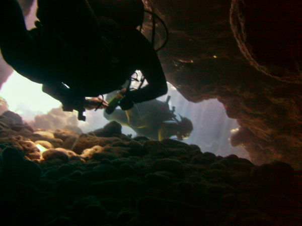 Roatan Swim-Throughs