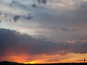 Bats In Sunset