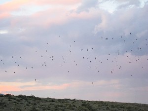 Carlsbad Caverns Bats