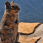 Photo of the Week – Golden Mantled Ground Squirrel