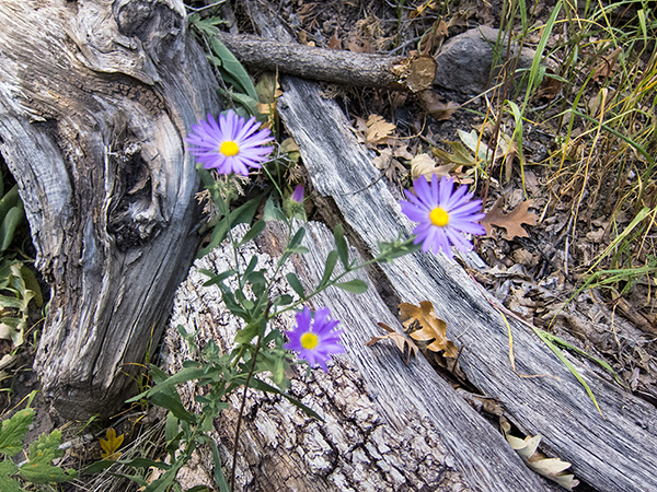 Purple Flowers