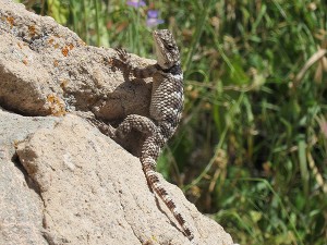 Spiny Lizard