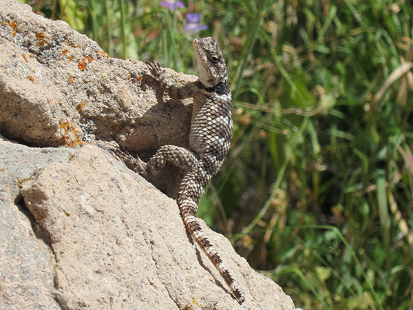 Spiny Lizard