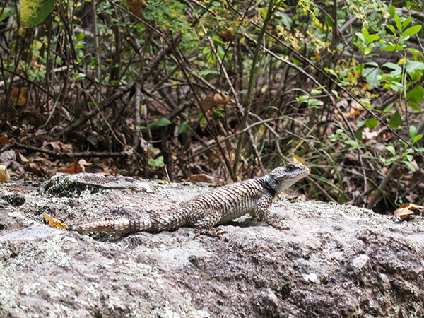 Spiny Lizard