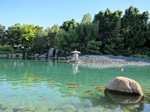 The Koi Pond