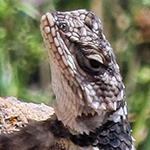 Photo – The Spiny Lizard