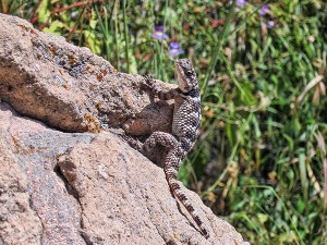 Spiny Lizard