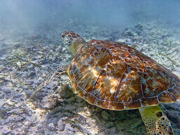 Sea Turtle