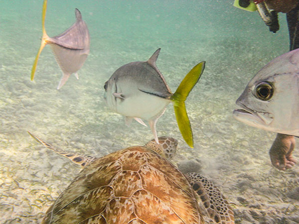 Belize Sea Turtle