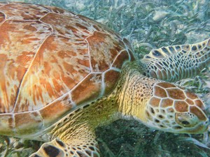 sea-turtle