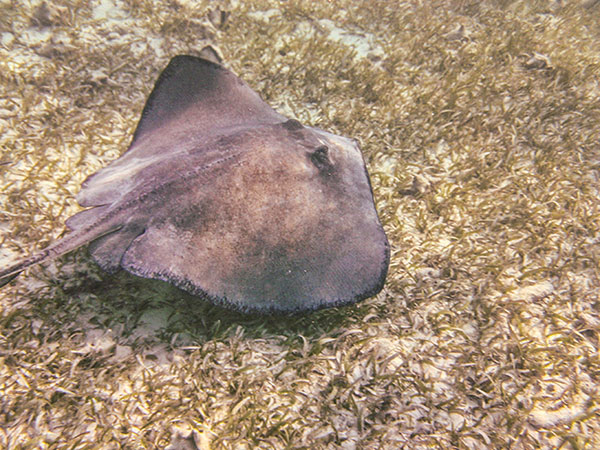 stingray-1