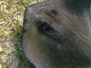 Belize Stingray