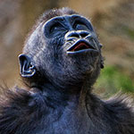 Photo of the Week – A Baby Gorilla
