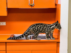 Clouded Leopard Cub