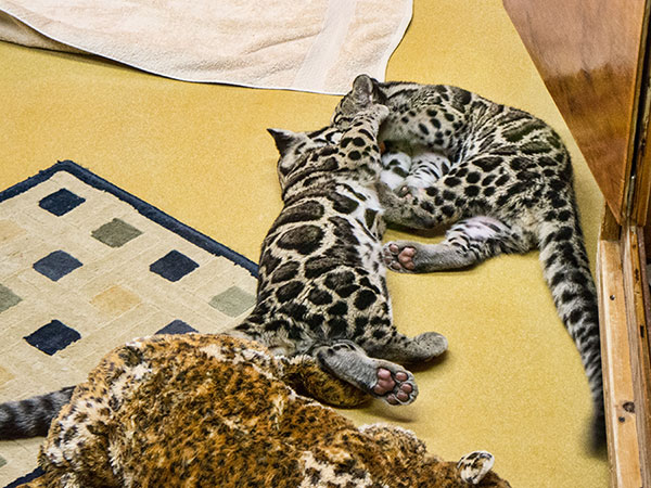Clouded Leopard Cubs Playing
