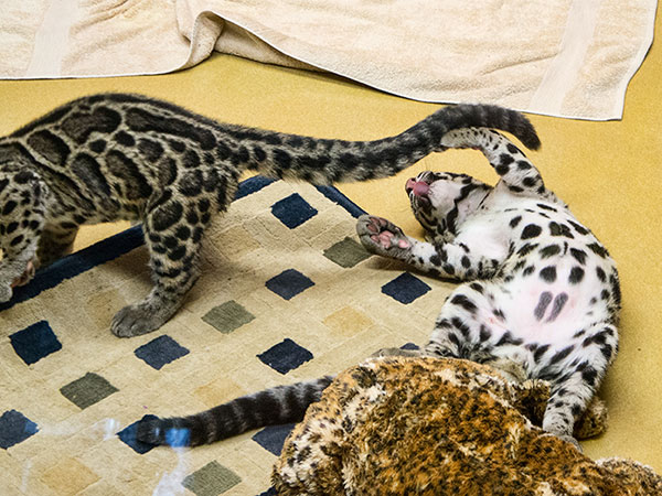 Clouded Leopard Cubs