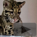 The San Diego Zoo’s Adorable Clouded Leopard Cubs