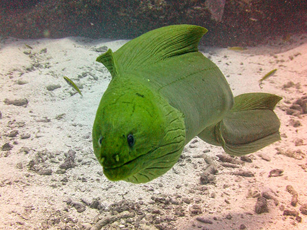 Green Morray Eel