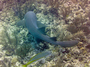 Nurse Shark