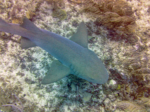 Nurse Shark