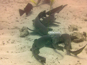 Nurse Sharks