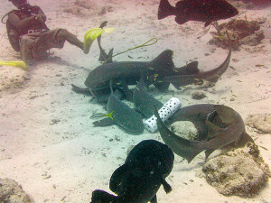 Nurse Sharks Feeding