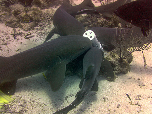 Nurse Sharks