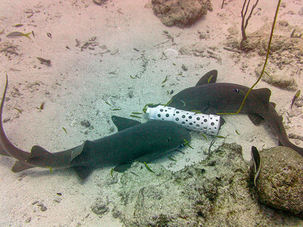 Nurse Sharks