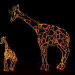 Zoolights Giraffes