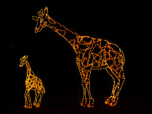 Zoolights Giraffes