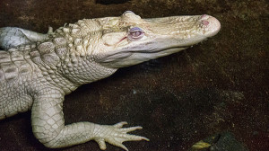 Albino Alligator