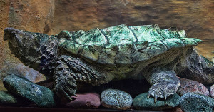 Alligator Snapping Turtle