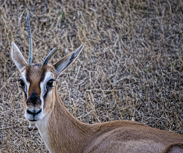 Antelope