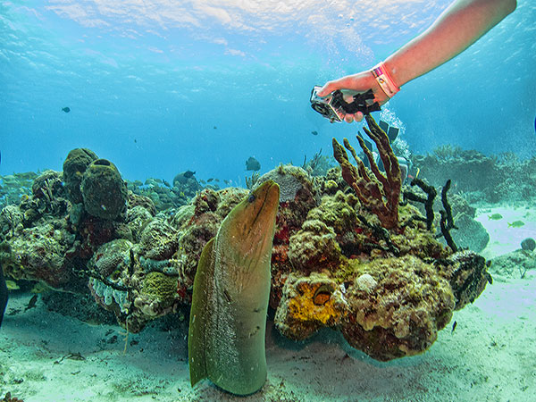 Curious Eel