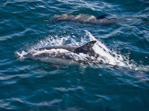 Dolphins