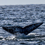 Whale Watching In San Diego – The Good & Bad