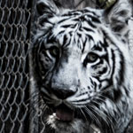 See The Rare & Exotic at Wildlife World Zoo