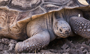 Galapagos Turtle