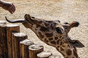 Giraffe Feeding